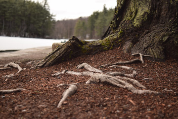 Tree Roots