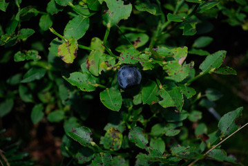 myrtille en for&ecirc;t