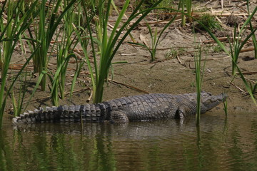 crocodile gambie gambia