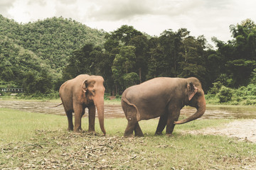 Fototapeta na wymiar Elefantes en Tailandia