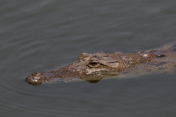 crocodile gambie gambia