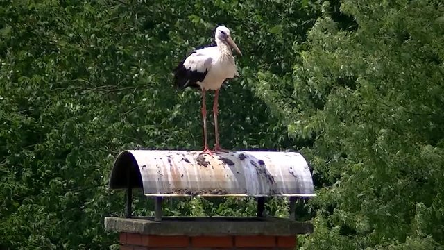 Ein Wei&szlig;storch auf einem Kamin entledigt sich seines Kotes 