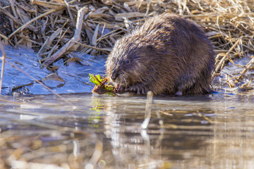Muskrat in spring