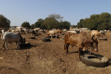 Obraz premium bétail cattle marché gambie