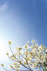 Southern dogwood trees in bloom