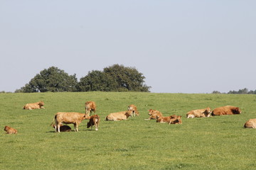 Kühe auf der Weide