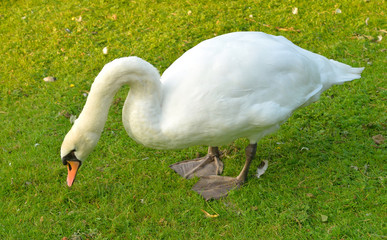 Swan on grass.