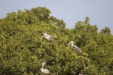 pélican pelicano mangrove gambie