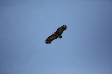 vulture flying in blue sky