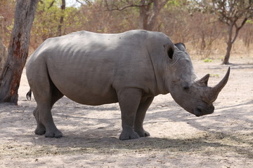 sénégal rhino 
