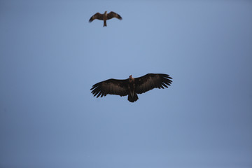 vulture flying in blue sky