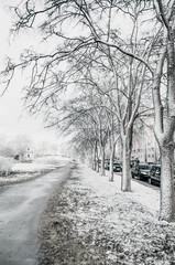 Obraz premium View of an avenue with trees in a cold snowy spring
