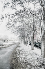 View of an avenue with trees in a cold snowy spring