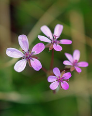 Small pink spring flowers on natural green background