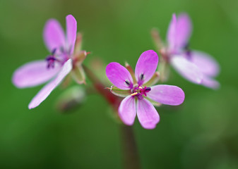 Small pink spring flowers on natural green background
