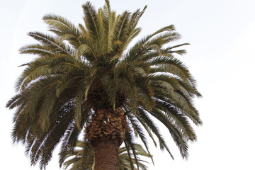 Palme