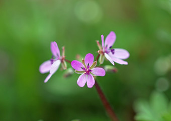 Fototapeta premium Small pink spring flowers on natural green background