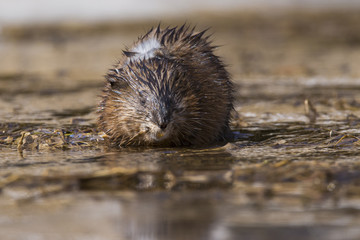 Muskrat in spring