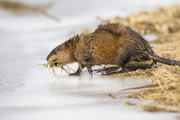 Muskrat in spring