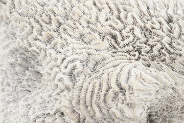 Obraz premium Coral texture / Abstract texture background of white coral.