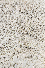 Coral texture / Abstract texture background of white coral.