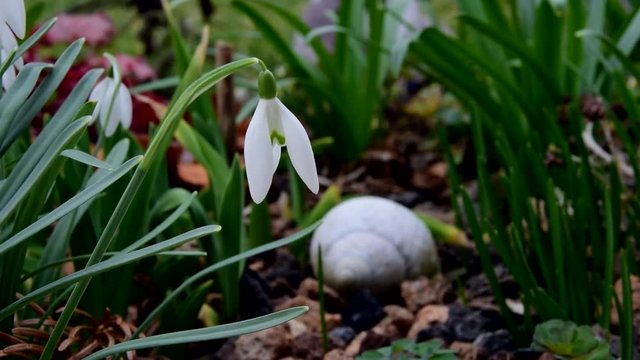 Schneegl&ouml;ckchenbl&uuml;ten zittern im Wind