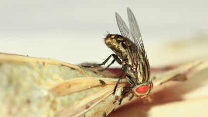 Fly eating dried fish.