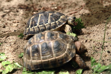 Two tortoises eating