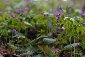  Dentaria glandulosa - fine art photos of beautiful bokeh. forest thickets blossoming Dentaria glandulosa