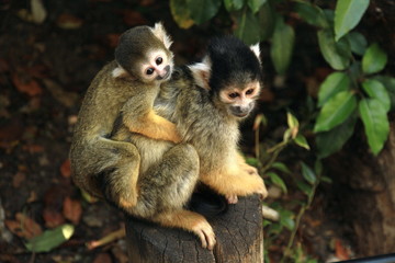 Mother carrying baby squirrel monkey