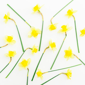 Pattern of narcissus on white background. Flat lay, top view. Floral background.