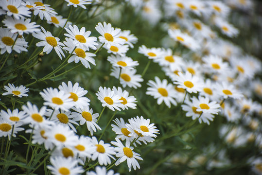Fototapeta prato di margherite in primavera