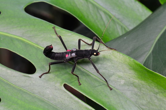 Golden-eyed stick insect of Peru sits on a plant leaf posing for the camera.