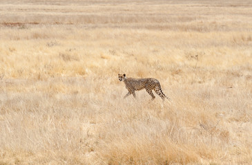 single cheetah in namibia
