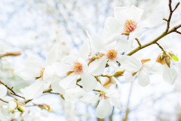 Blooming white magnolia in park. Floral background.