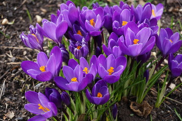 Krokusse im Frühling