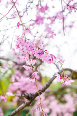 Blooming sakura. Beautiful spring pink flowers in park.