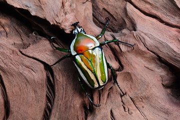 Derby flower beetle settles on a chunk of wood for the photo shoot. - obrazy, fototapety, plakaty