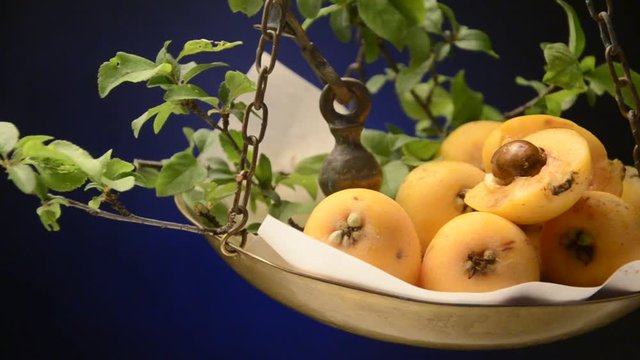 Eriobotrya japonica Loquat ビワ Nespola 枇杷 Nh&oacute;t t&acirc;y l&ocirc; quất Мушмула японская Nieśplik japoński 비파나무 بشملة يابانية N&iacute;spero japon&eacute;s N&eacute;flier du Japon Lokv&aacute;t japonsk&yacute; Ne&scaron;pula Նորաշխարհ שסק Nespereira  