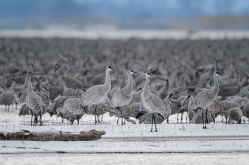 Sandhill Cranes on a snowy sand bar in the Platte River in the early morning near Wood River,...