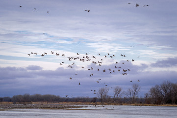 Migrating Sandhill Cranes flying over the Platte River at sunrise near Alda, Nebraska