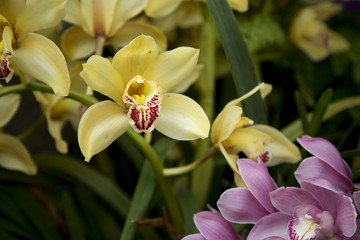 Orchids