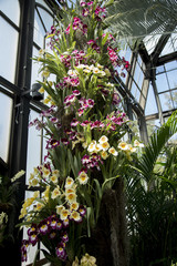 Orchids