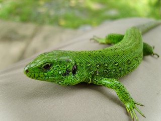lizard