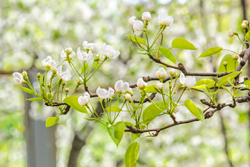 Fototapeta premium Flowering branch of pear tree on blurred background orchard