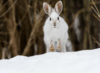 White Snowshoe Hare Portrait in Early Spring
