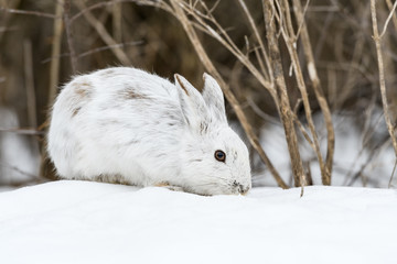 White Snowshoe Hare Portrait in Early Spring