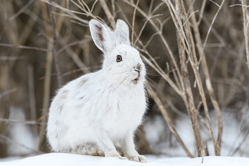 Obraz premium White Snowshoe Hare in Winter