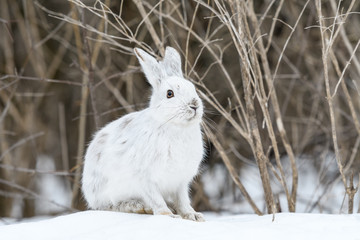 White Snowshoe Hare Portrait in Early Spring