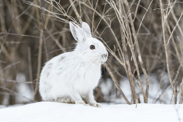 Naklejka premium White Snowshoe Hare Portrait in Early Spring